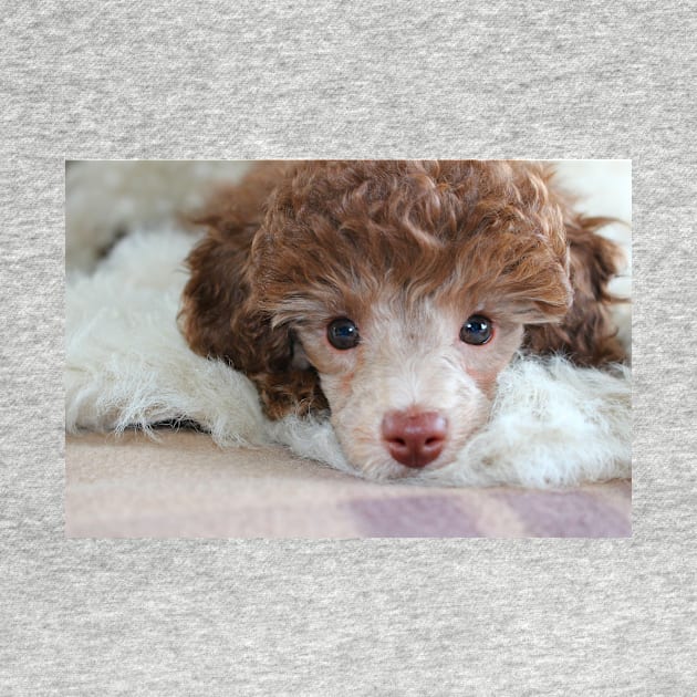 Toy Poodle Puppy by Furtographic